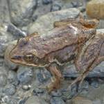 A young Columbia spotted frog, with a few bumps on the back; part of the reddish thigh is showing. (Photo by Bob Armstrong)