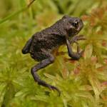 A very young western toad, showing the characteristic many bumps on its back. (Photo by Bob Armstrong)