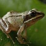 A young wood frog, with the typical black eye mask. (Photo by Bob Armstrong)
