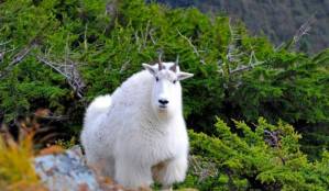 Goat hunting closed on Blackerby Ridge