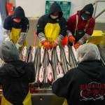In this July 25 photo, salmon are processed at Alaska Glacier Seafoods. (Michael Penn | Juneau Empire File)