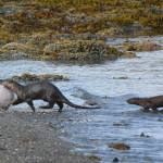 An adult river otter with a halibut the adult had recent caught and one of her pups following the adult up the beach. This photo was taken on a beach in the Channel Islands State Marine Park about a month ago. (Photo by Jerry Reinwand)