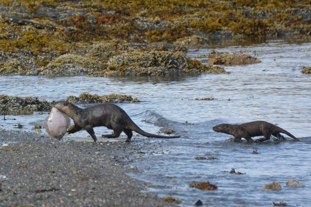 An adult river otter with a halibut the adult had recent caught and one of her pups following the adult up the beach. This photo was taken on a beach in the Channel Islands State Marine Park about a month ago. (Photo by Jerry Reinwand)