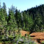 Panorama of a muskeg near the Mendenhall Glacier in early October. (Photo by Linda Shaw)