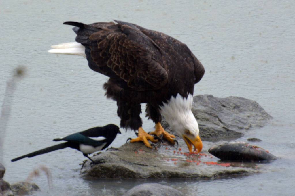 A bald eagle enjoys a coho salmon along the Mendenhall River as a magpie feeds on scraps. (Photo by Jerry Reinwand)