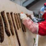 Sea cucumbers are cut open and the meat scraped out during processing at Alaska Glacier Seafoods on Tuesday, Oct. 17, 2017. (Michael Penn | Juneau Empire)