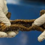 Sea cucumbers are offloaded for processing at Alaska Glacier Seafoods on Tuesday, Oct. 17, 2017.&nbsp;(Michael Penn | Juneau Empire)