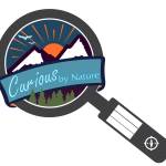 Why are there so many seagulls in the channel?