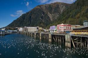 Glaucous-winged gulls gather at Juneau&rsquo;s downtown waterfront to eat mussels and barnicles off the pilings on Wednesday, Oct. 11. (Michael Penn | Juneau Empire)