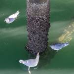 Glaucous-winged gulls gather at Juneau&rsquo;s downtown waterfront to eat mussels and barnicles off the pilings on Wednesday, Oct. 11, 2017. (Michael Penn | Juneau Empire)