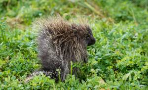 In this Sept. 1, 2017 photo, a young porcupine feasts in a field of beach pea and silverweed at the Eagle Beach State Recreation Area. (Michael Penn | Juneau Empire File)