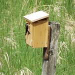 A swallow visits a nesting box at the Juneau Pioneer Home this summer. (Photo courtesy of Brenda Wright)
