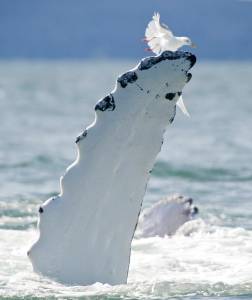 File photo: A humpback whale rolls its pectoral fins out of the water after bubblenet-feeding near North Island. Michael Penn | Juneau Empire