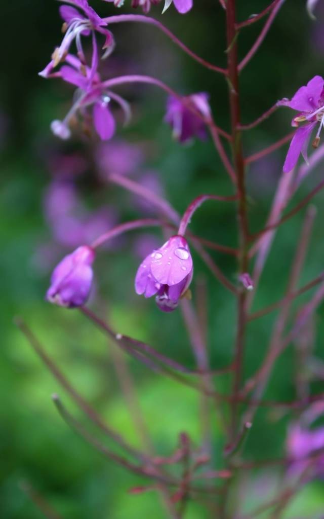 A gray-crowned rosy finch feeding on flower seeds, St. Paul. (Photo by Linda R. Shaw)
