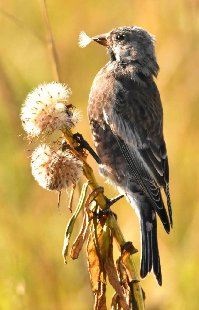 A gray-crowned rosy finch feeding on flower seeds, St. Paul. (Photo by Linda R. Shaw)