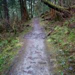 A portion of the Lemon Creek Trail is pictured in this file image from Nov. 14, 2016. (Michael Penn | Juneau Empire File)