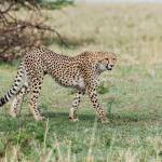 Juneau man’s passion for African and Alaskan wildlife photos takes him to wild places