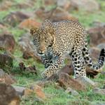 A female leopard pursues her prey in Kenya. (Photo by Richard Hebhardt)
