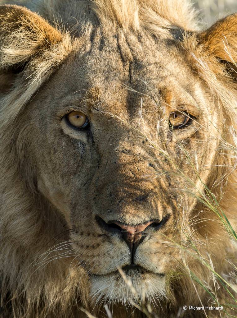 A lion in tall grass in Botswana. (Photo by Richard Hebhardt)