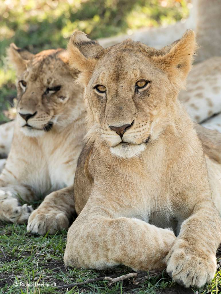 A lioness and yearling in Kenya&rsquo;s Maasai Mara. (Photo by Richard Hebhardt)