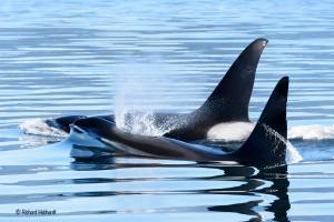 Killer whales in Southeast Alaska&rsquo;s Frederick Sound. (Photo by Richard Hebhardt)