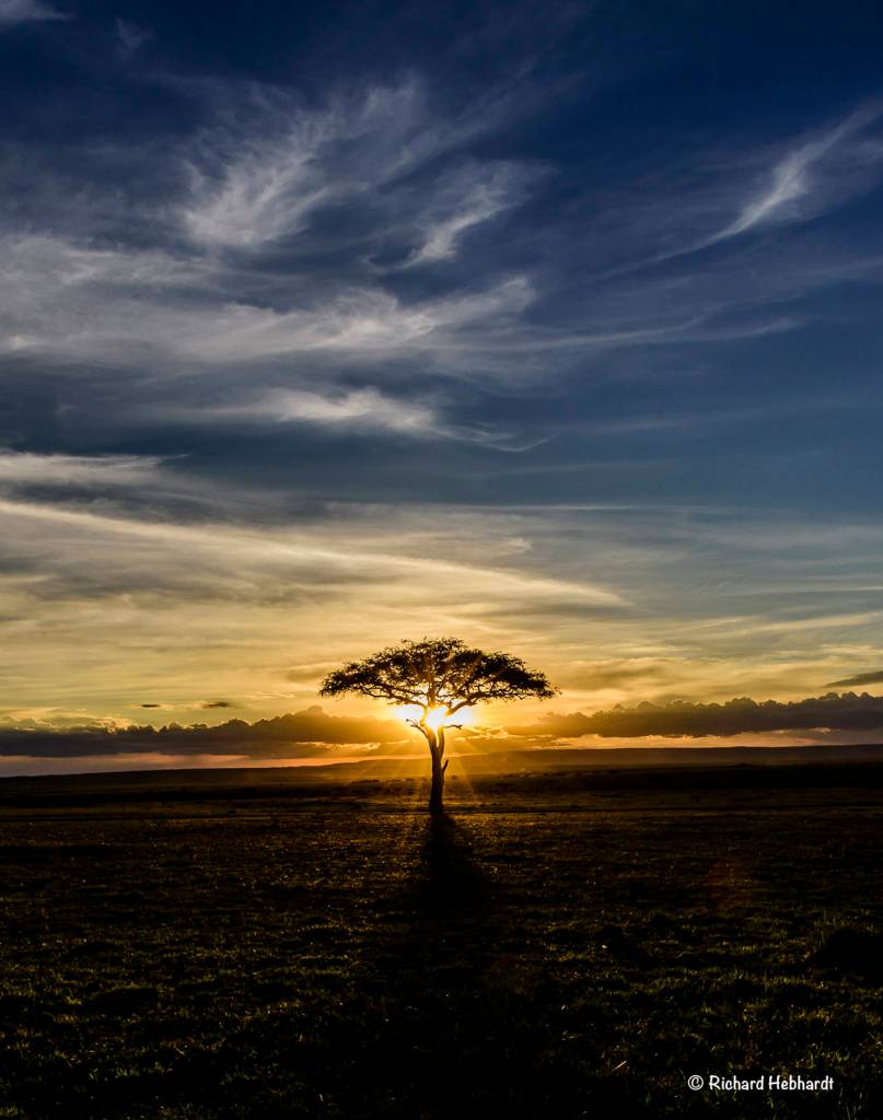 The last light as seen through the lone acacia tree for miles on Kenya&rsquo;s Maasai Mara National Reserve. (Photo by Richard Hebhardt)