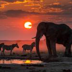 Juneau man’s passion for African and Alaskan wildlife photos takes him to wild places