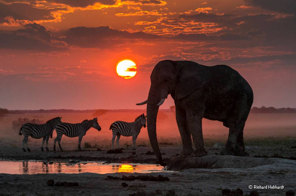Juneau man’s passion for African and Alaskan wildlife photos takes him to wild places