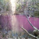 (Courtesy Photo | Janae Kesey)