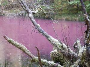 (Courtesy Photo | Janae Kesey)