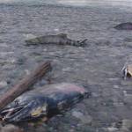Chum salmon returning in November to spawn in the Delta River where it meets the Tanana River, about 10 miles north of the town of Delta Junction. (Photo by Ned Rozell)