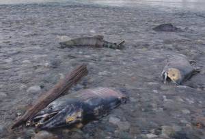 Chum salmon returning in November to spawn in the Delta River where it meets the Tanana River, about 10 miles north of the town of Delta Junction. (Photo by Ned Rozell)