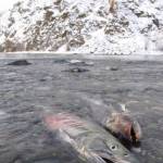 Chum salmon returning in November to spawn in the Delta River where it meets the Tanana River, about 10 miles north of the town of Delta Junction. (Photo by Ned Rozell)