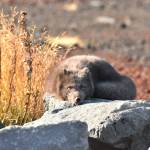 An Arctic Fox enjoys some rare sun on Saint Paul Island. (Photo by Linda R. Shaw)