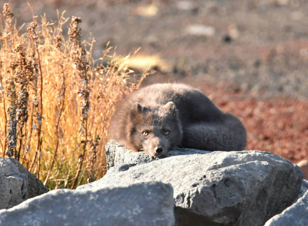 An Arctic Fox enjoys some rare sun on Saint Paul Island. (Photo by Linda R. Shaw)