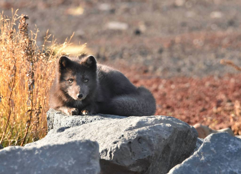 An Arctic Fox enjoys some rare sun on Saint Paul Island. (Photo by Linda R. Shaw)