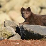 An Arctic Fox enjoys some rare sun on Saint Paul Island. (Photo by Linda R. Shaw)