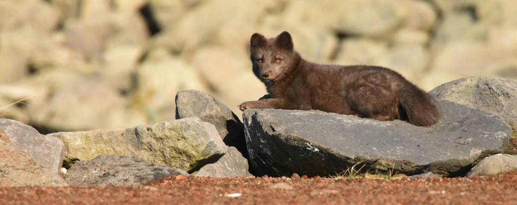 An Arctic Fox enjoys some rare sun on Saint Paul Island. (Photo by Linda R. Shaw)