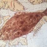 Gyotaku of a halibut on a chart. Photo and art by Jerry Wright.