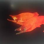 Gyotaku of salmon. Photo and art by Jerry Wright.