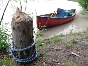 Signs of the American beaver in Alaska: A cut poplar tree on the upper Tanana River. (Photo by Ned Rozell)