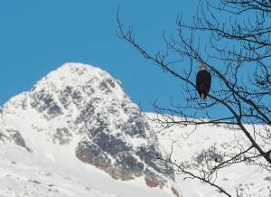 A bald eagle perches above Steep Creek at the Mendenhall Glacier Visitor Center on Thursday, Nov. 2, 2017. The National Weather Service says Juneau could receive as much as 6 inches of snow by noon Tuesday. (Michael Penn | Juneau Empire file)