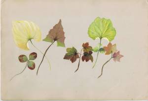 Paulina Cohen (1859-1941). Leaves. Watercolor. Museum purchase, 86.252.29.
