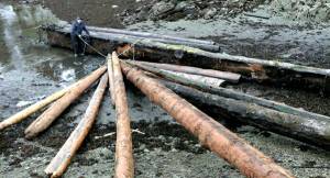 Gary Neilson inspects firewood logs in their corral, tied to a breakwater log. (Tara Neilson | For the Capital City Weekly)