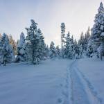 Rainforest Photos Blog: Snowshoeing Spaulding