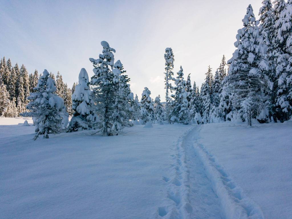 Rainforest Photos Blog: Snowshoeing Spaulding