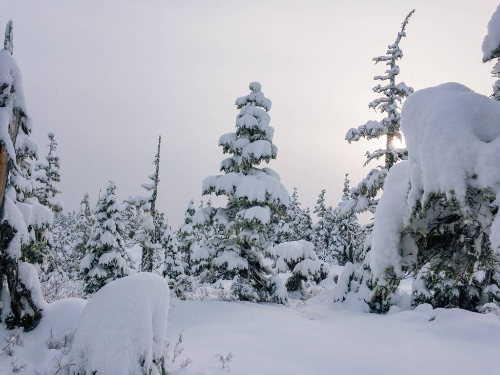 Rainforest Photos Blog: Snowshoeing Spaulding