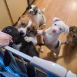 Rescued puppies at an animal foster home in Juneau on Thursday, Nov. 30, 2017. The litter was rescued from Prince of Wales by the Southeast Alaska Organization for Animals. (Michael Penn | Juneau Empire)
