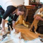 Briana Brint, president of Southeast Alaska Organization for Animals, left, and and animal foster parent Cathy Dotson play with puppies on Thursday, Nov. 30, 2017. The puppies were rescued by the organization and brought to Juneau for adoption. (Michael Penn | Juneau Empire)