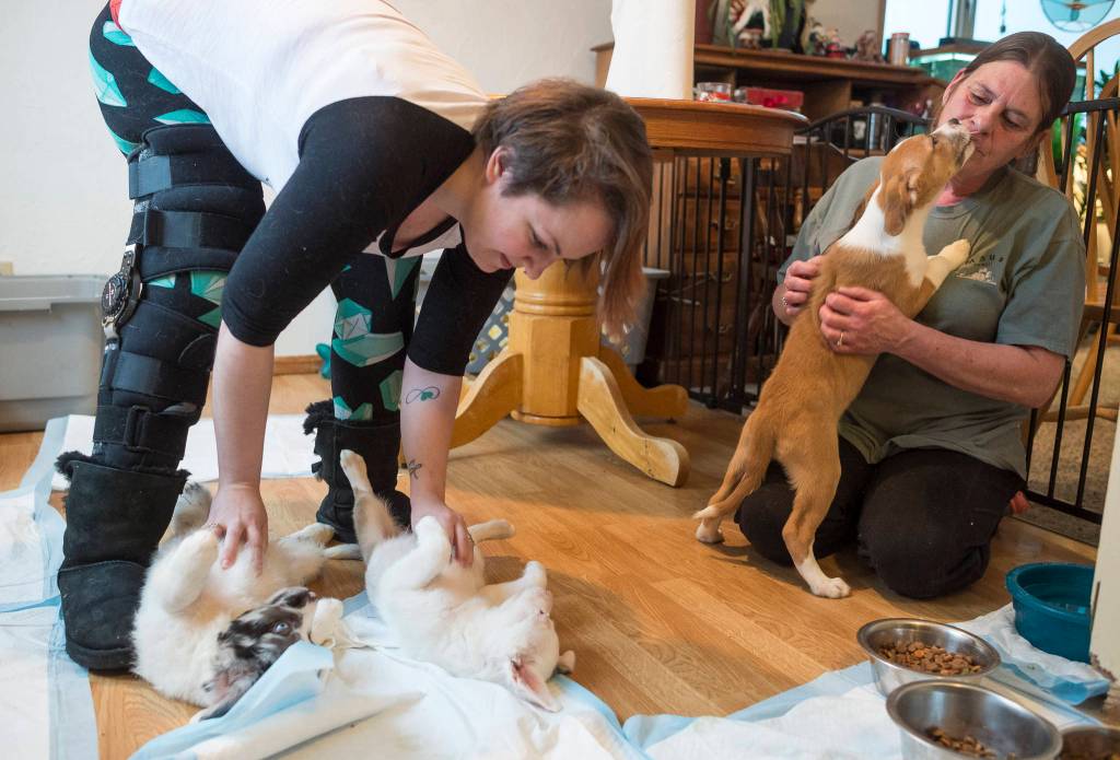Briana Brint, president of Southeast Alaska Organization for Animals, left, and and animal foster parent Cathy Dotson play with puppies on Thursday, Nov. 30, 2017. The puppies were rescued by the organization and brought to Juneau for adoption. (Michael Penn | Juneau Empire)